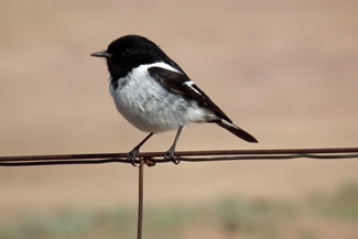 Zwartkopvliegenvanger - Melanodryas cucullata